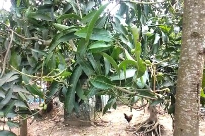 আমের মুকুল  ও সবজির ক্ষতি 