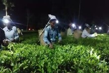 পূর্ণিমার চাঁদের আলো মাখা বিশেষ চা পাতা, বাজারে নাম 'মুনলাইট চা'! প্রচুর দাম