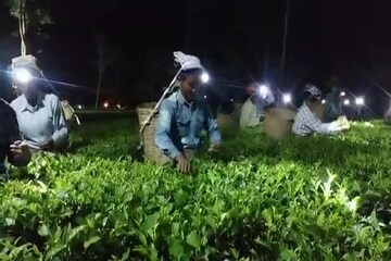 মুনলাইট