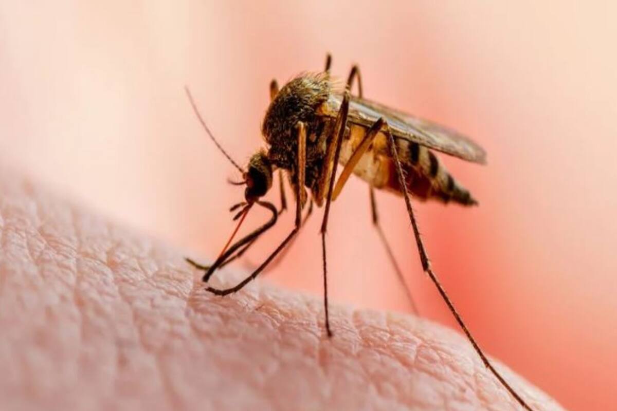 একবার গন্ধ পেলেই পিছু ছাড়ে না! কেন এই ব্লাড গ্রুপের মানুষদের মশা বেশি