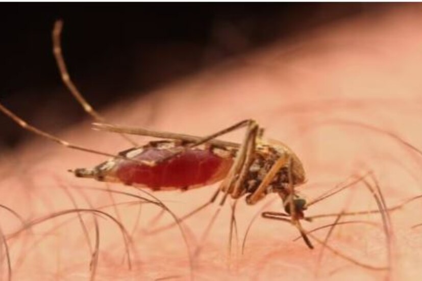 অস্বীকৃতি: এখানে দেওয়া তথ্য ঘরোয়া প্রতিকার এবং সাধারণ তথ্যের উপর ভিত্তি করে। এটি গ্রহণ করার আগে অবশ্যই ডাক্তারের পরামর্শ নিতে হবে। নিউজ 18 বাংলা এটি নিশ্চিত করে না।