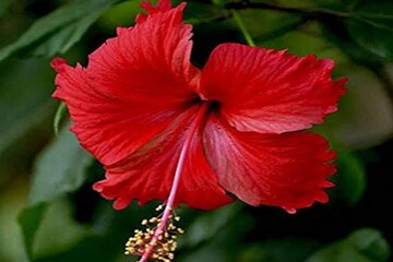 চিরচেনা জবাফুল রাখুন ডায়েটে, আপনি থাকবেন সুস্থ সবল এবং নীরোগ