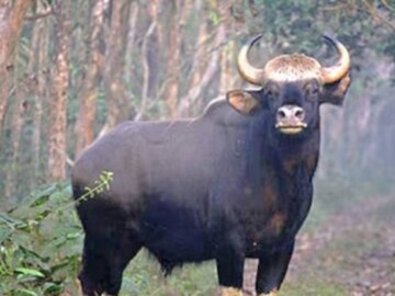 ফাইল