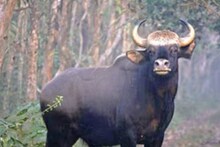 ফের রেলগাড়িতে বিপর্যস্ত বন্যপ্রাণ, ফালাকাটায় ট্রেনের ধাক্কায় মৃত্যু বাইসনের