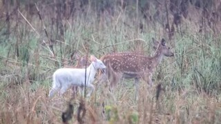 ক্যামেরায় ধরা দিল সাদা হরিণ ক্যামেরায় ধরা দিল সাদা হরিণ
