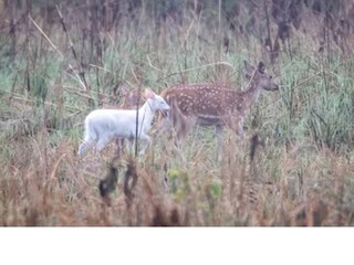 ক্যামেরায় ধরা দিল সাদা হরিণ