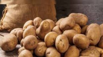 অনেক চাষিই মোটা টাকা খরচ করে জমি ভাগে নিয়ে আলু চাষ করেছিলেন অনেক চাষিই মোটা টাকা খরচ করে জমি ভাগে নিয়ে আলু চাষ করেছিলেন