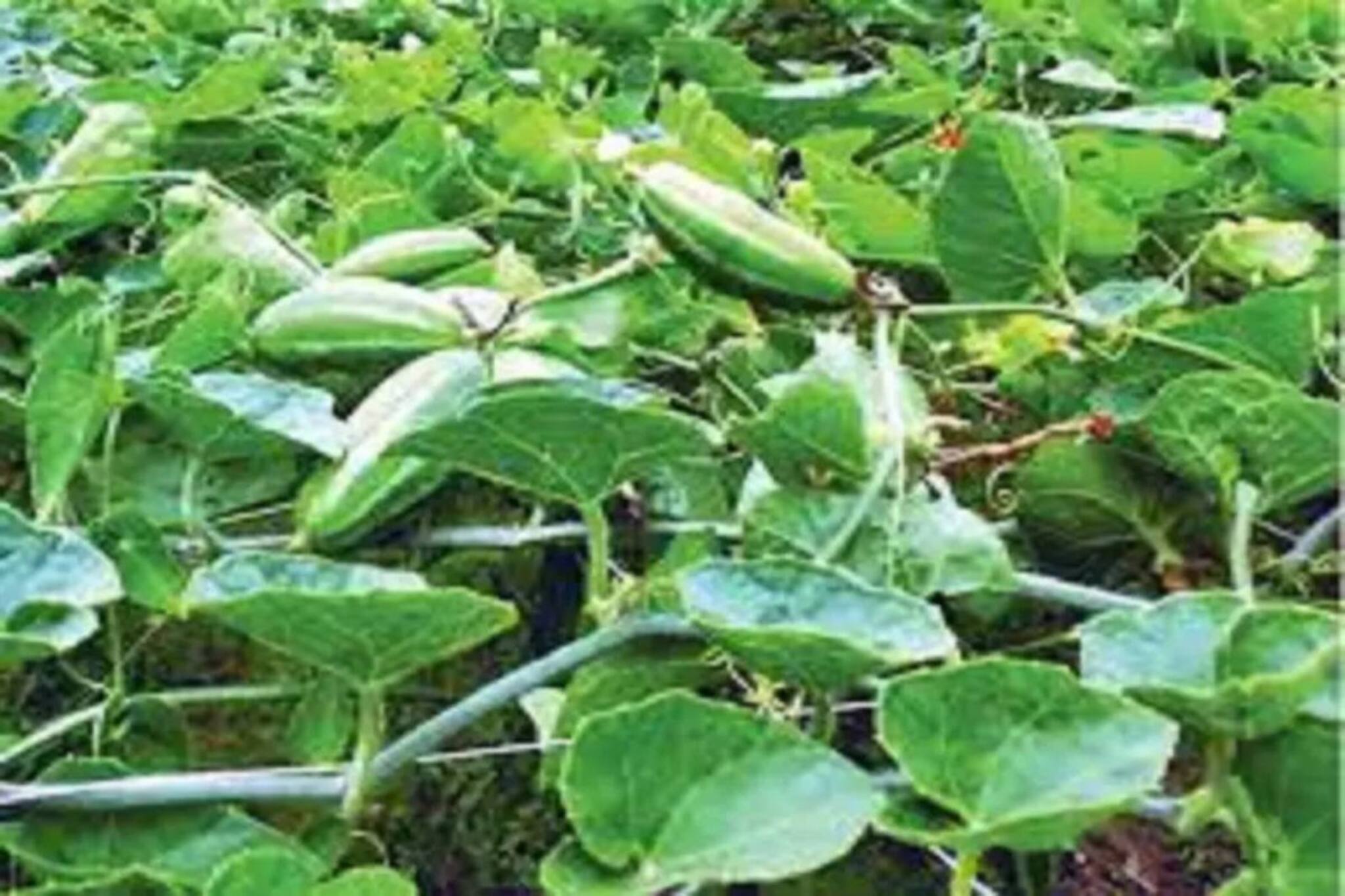 দাম সামান্য, আটপৌরে এই পাতাই লিভার ভাল রাখার চাবিকাঠি অথচ আমরা মনেই রাখি না