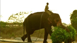 এই তথ্যচিত্র তুলে ধরেছে হস্তী সংরক্ষণের গুরুত্বও