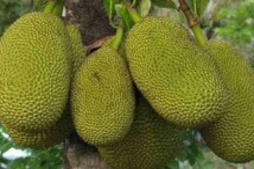 বয়সের ছাপ দূর করে: এঁচোড় আপনার বয়স ধরে রাখতে সাহায্য করবে। মুখে বলিরেখা পড়তে বাধা দেয়। এটি ত্বকের জন্য ভালো। এর অ্যান্টিঅক্সিডেন্ট রোগ সৃষ্টিকারী মুক্ত উপাদানের (ফ্রি র‍্যাডিক্যালস) বিরুদ্ধে লড়াই করে। প্রচুর ক্যালসিয়াম ও ম্যাগনেশিয়াম থাকায় হাড়ের ক্ষয় ঠেকাতে পারে কাঁঠাল।