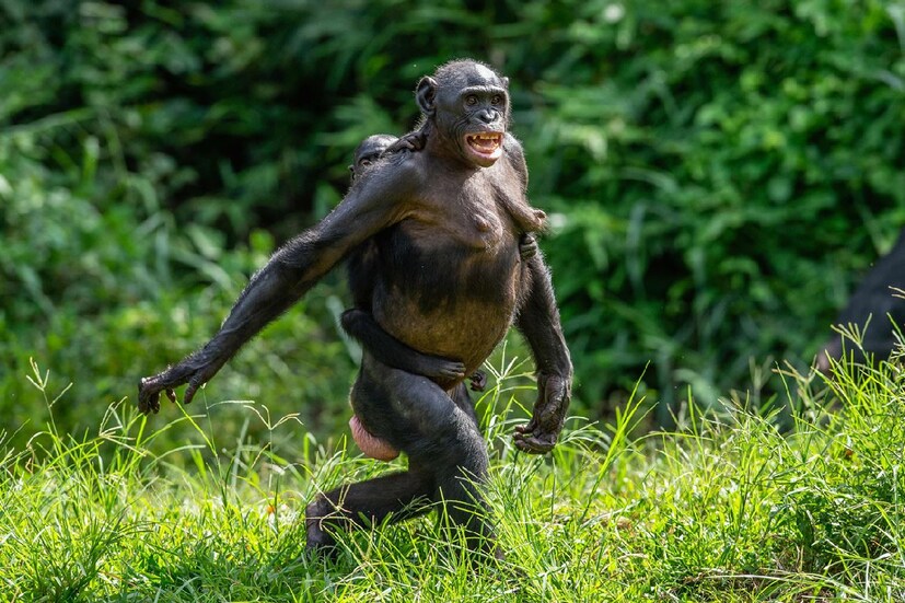 বোনোবো (Bonobos): প্রচণ্ড ক্ষীপ্র। বুদ্ধিমতী। বোনোবোর সমাজে শান্তিশৃঙ্খলা রক্ষার মূল কাণ্ডারী। খাবার এবং সঙ্গিনীর অধিকার পেতে প্রায়শই দু'জনের মধ্যে ঝগড়া লেগে যায় বোনোবো সমাজে। কখনও কখনও তা রক্তারক্তি পর্যন্ত পৌঁছে যায়। তখন ঝামেলা কমানোর জন্য গ্রুপের নেতৃত্বে থাকা বোনোবো রমণীই লড়াকু দুই বোনবোর সঙ্গে আলাদা আলাদা ভাবে সঙ্গমে লিপ্ত হয়। সে তারা ছেলেই হোক, কী মেয়ে। ঝগড়া নিয়ন্ত্রণে ছেলে বোনোবোদের কায়িক শক্তিতেও হারিয়ে দেয় মহিলা বোনোবোরা।