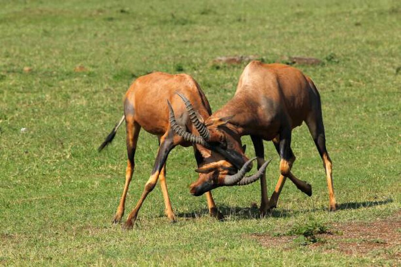 টোপি অ্যান্টেলোপস (Topi Antelopes): নিজেদের পছন্দের সঙ্গী পেতে টোপি অ্যান্টেলোপরা যা খুশি করতে পারে। এই অ্যান্টেলোপেদের সমাজে, ছেলেরা নয়, মেয়েরাই প্রথমে সঙ্গী পছন্দ করে। আর পছন্দের পুরুষটি অন্য কোনও মহিলা অ্যান্টেলোপের হয়ে গেলে, হাতেপায়ে যুদ্ধ করে তাকে ছিনিয়ে নিতেও জানে টোপি অ্যান্টেলোপরা।