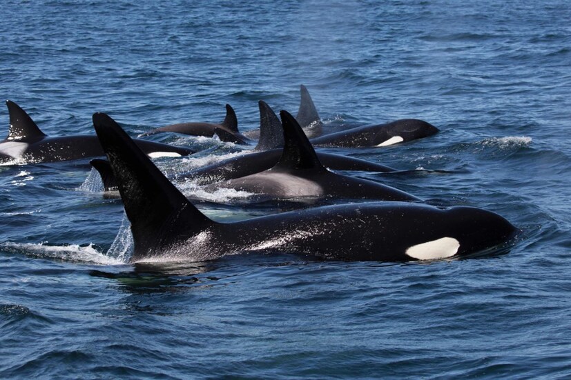 তিমি (Killer Whale): মহিলা কিলার হোয়েলরা এক্কেবারে মায়ের মতো। ছোটদের দস্যিপনায় সাজা দেওয়া থেকে শুরু করে, গোটা তিমি পরিবারকে নিয়ন্ত্রণ করে এক সূত্রে বেঁধে রাখা, নিজেদের সুপারসোনিক ওয়েভের মাধ্যমে এরা সবটাই করে। এমনকি, ভারী লেজ দিয়ে কষিয়ে দেয় চড়-থাপ্পড়ও। সাধারণত, ছেলে কিলার হোয়েলরা বহু বছর পর্যন্ত মায়ের সঙ্গে সঙ্গেই থাকে। 