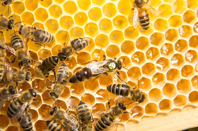মৌমাছি (Honey Bee): নারী শাসিত সমাজ বললে, Animal Kingdom এ যে প্রাণীদের কথা মাথায় আসে, তা হল মৌমাছি। আমরা জানি, মানুষের মতোই মৌমাছিও সমাজবদ্ধ জীব। এই সমাজ কিন্তু নিয়ন্ত্রিত হয় একজনেরই মাধ্যমে, সে হল রানি মৌমাছি। এক সম্পূর্ণ মৌমাছির কলোনিকে সঙ্ঘবদ্ধ রাখে একা একটি Queen Bee। শুধু তাই নয়, একমাত্র রানি মৌমিছারাই কিন্তু প্রজননে সক্ষম। বাকি শ্রমিক মৌমাছিরা মেয়ে হলেও, তাদের প্রজনন ক্ষমতা দমিয়ে রেখে তাদের শ্রমিক হিসাবে কাজ করায় রানি মৌমাছিরা।