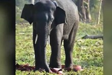 গলায় রেডিও কলার, বক্সার জঙ্গল থেকে নিখোঁজ দক্ষিণবঙ্গের হাতি