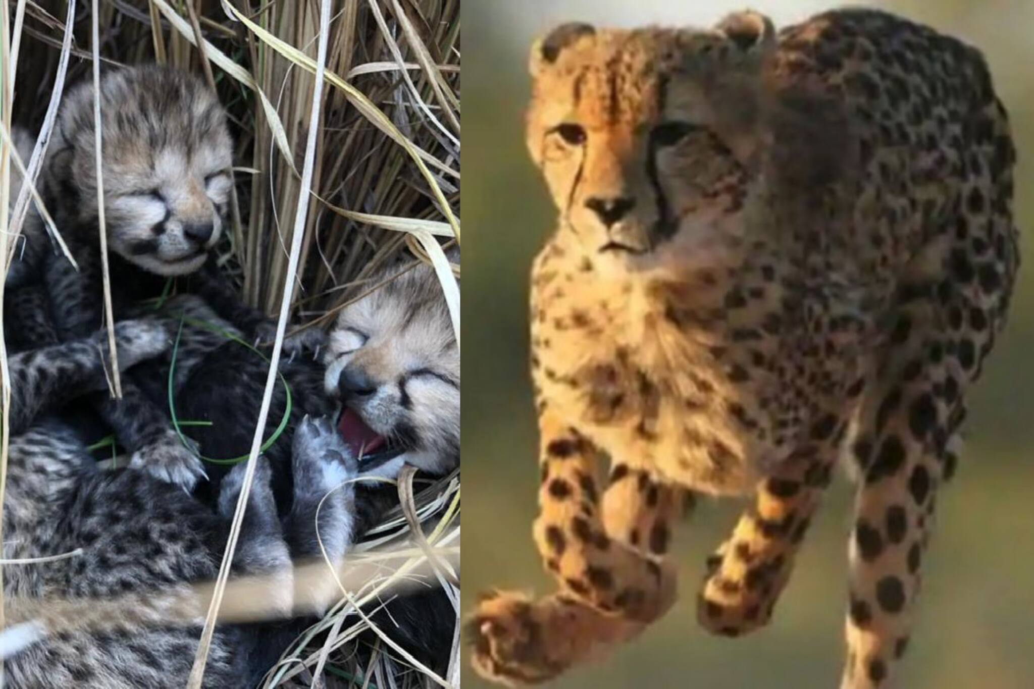 সুখবর! ভারতের মাটিতেই জন্ম নিল চিতার ৪টি ফুটফুটে ছানা, দেখুন ভিডিও