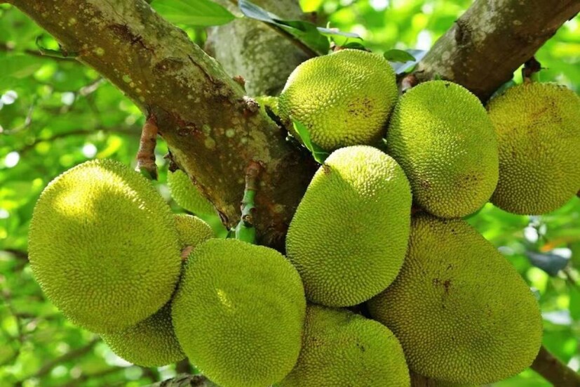 ভিটামিন এ, সি ও বি৬: এঁচোড়ে আছে নানা রকম ভিটামিন। এঁচোড় বহুগুণসম্পন্ন। এঁচোড়ে থাকা ভিটামিন এ-র কল্যাণে মাথার চুল ভাল থাকে, দৃষ্টিশক্তি বাড়ে ও চোখের সমস্যা কমে। এতে থাকা ভিটামিন সি রোগ প্রতিরোধ ক্ষমতা বাড়ায়, অ্যাজমা, কাশি, সর্দি ও ক্যানসারের মতো রোগ দূর করে। এর ভিটামিন বি-৬ রক্তচাপ নিয়ন্ত্রণে রেখে হৃদরোগের ঝুঁকি কমায়।
