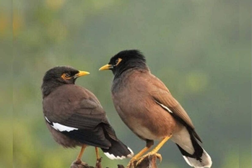 শালিক কিন্তু সাধারণত দলবদ্ধ হয়ে থাকতে ভালবাসে। তাই একটি মাত্র শালিক থাকলে সেটিকে হয়তো বিচ্ছিন্নতা বা নিঃসঙ্গতার প্রতীক বলে মনে করা হয়।