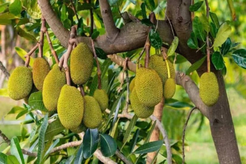 হজমশক্তি বাড়াতে: পেটের নানা রকম পীড়া থেকে মুক্তি দিতে পারে এঁচোড়। পেটের অম্লতা ও আলসার ঠেকাতে এঁচোড় খেতে পারেন।
