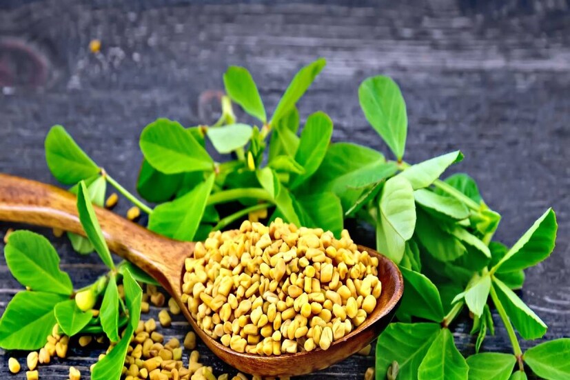 পরিচিত মশলা মেথিতে প্রচুর ফাইবার আছে ৷ এর স্বাস্থ্যগুণও অনেক ৷ মেথির প্রভাবে নিয়ন্ত্রিত থাকে ব্যাড কোলেস্টেরল ৷
