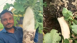 জ্ঞানদেব শেষরাও নেটকে তাঁর জমিতে ৫ কেজি ওজনের মুলো ফলিয়ে তাক লাগালেন জ্ঞানদেব শেষরাও নেটকে তাঁর জমিতে ৫ কেজি ওজনের মুলো ফলিয়ে তাক লাগালেন