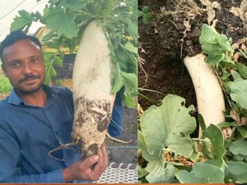 জ্ঞানদেব শেষরাও নেটকে তাঁর জমিতে ৫ কেজি ওজনের মুলো ফলিয়ে তাক লাগালেন