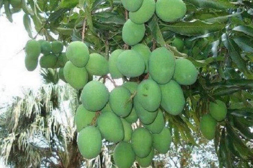 গরমে জলশূন্য শরীরে মাসল ক্র্যাম্পের সমস্যা দেখা দেয়। তার থেকে রেহাই পেতে কাঁচা আম অবশ্যই খান।