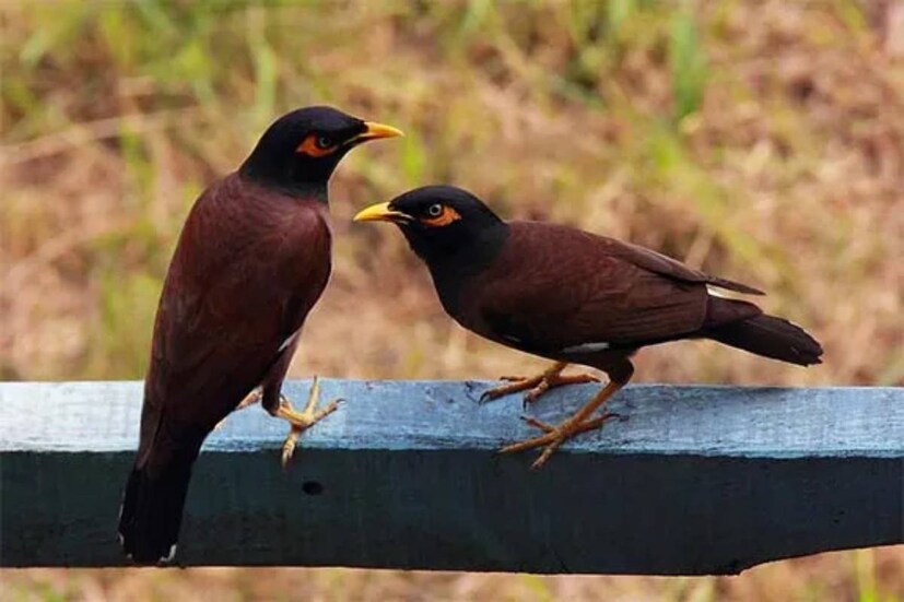 একটা গুরুত্বপূর্ণ কথা জেনে রাখা দরকার। তা হল, একটা শালিক অশুভ এবং জোড়া শালিক শুভ-এই বিধান জ্যোতিষশাস্ত্রে কোথাও নেই। এর মান্যতাও নেই কোথাও। 