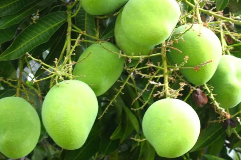 বাড়তি ওজন থেকে রেহাই পেতে, রক্তাল্পতার মতো সমস্যা থেকে বাঁচতে কাঁচা আম রাখুন ডায়েটে। 