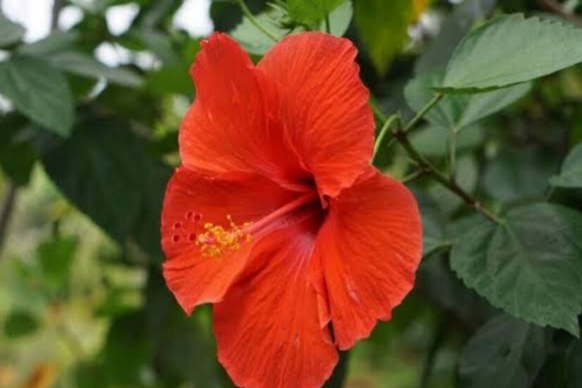 Disclaimer: এই প্রতিবেদনটি কেবলমাত্র সাধারণ তথ্যের জন্য, তাই বিস্তারিত জানতে হলে সর্বদা বিশেষজ্ঞের পরামর্শ নিন।