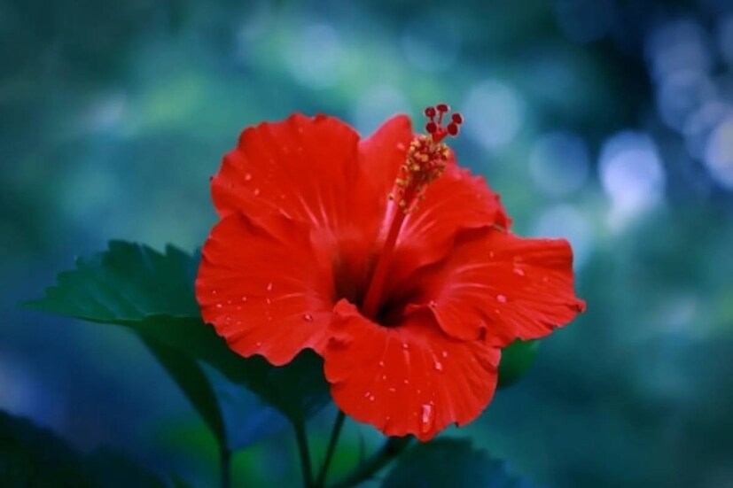 হিন্দু ধর্মে জবাফুল বরাবরই পবিত্র। হলুদ জবা মনের উদ্যম বাড়িয়ে তোলে। বাড়িতে সৌভাগ্য বয়ে আনে জবাফুল। বাস্তু মতে বাড়ির উত্তর বা পূর্ব কোণে জবাফুলের গাছ রাখা শুভ।