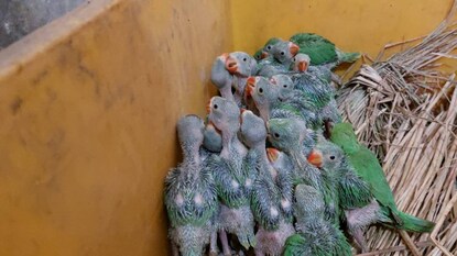 পাখিগুলিকে রমনাবাগান অভয়ারণ্যে নিয়ে যাওয়া হয়েছে পাখিগুলিকে রমনাবাগান অভয়ারণ্যে নিয়ে যাওয়া হয়েছে