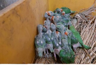 পাখিগুলিকে রমনাবাগান অভয়ারণ্যে নিয়ে যাওয়া হয়েছে