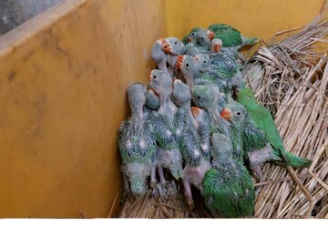 পাখিগুলিকে রমনাবাগান অভয়ারণ্যে নিয়ে যাওয়া হয়েছে