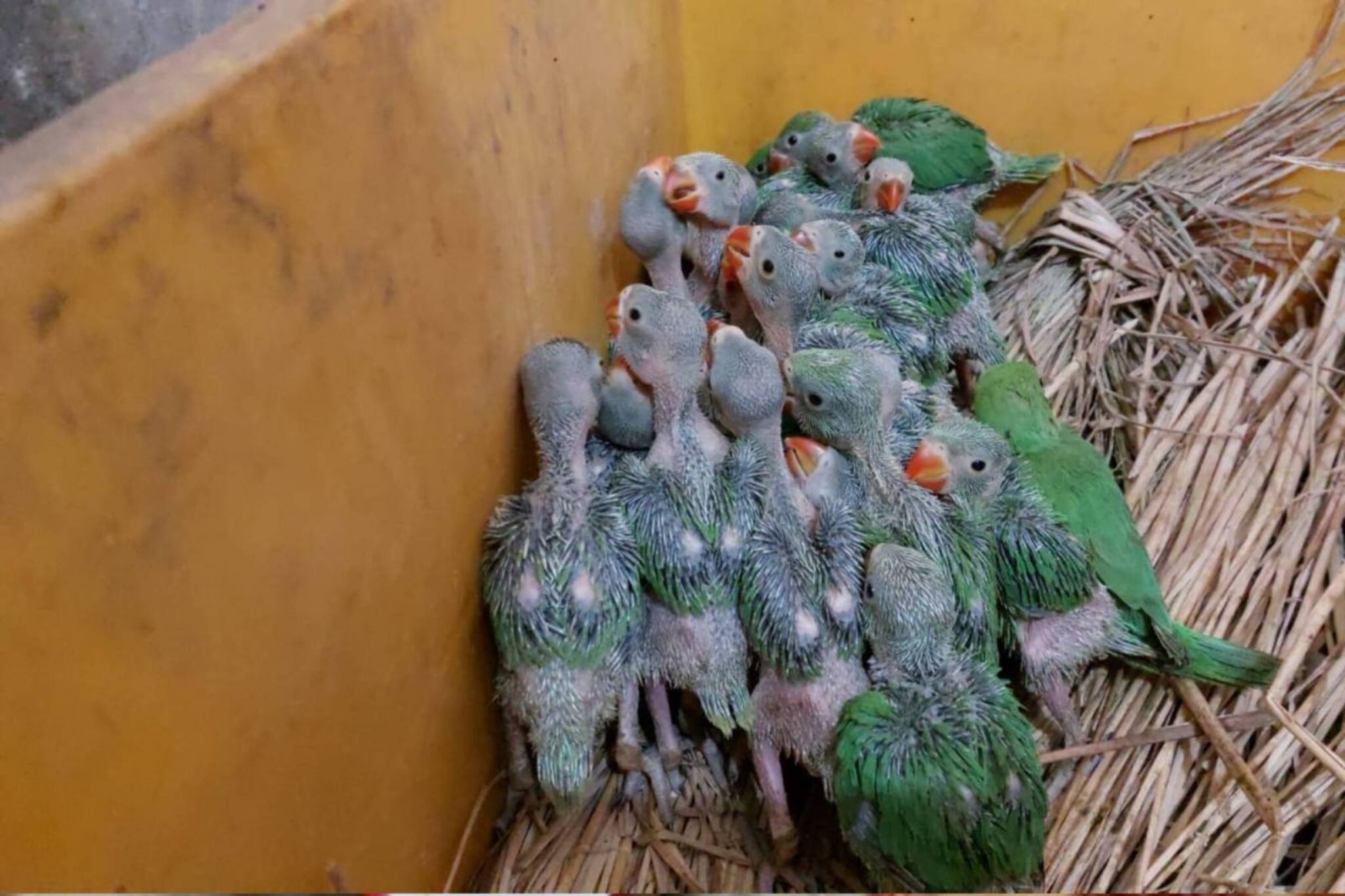 পাচারের আগেই উদ্ধার প্রচুর টিয়া, বন দফতরের অভিযানে গ্রেফতার ১