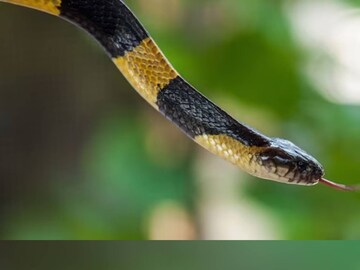 প্রতীকী ছবি