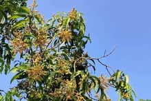ওষুধ দিতে উঠেছিলেন আমগাছে, তারপর ঘটল মর্মান্তিক পরিণতি