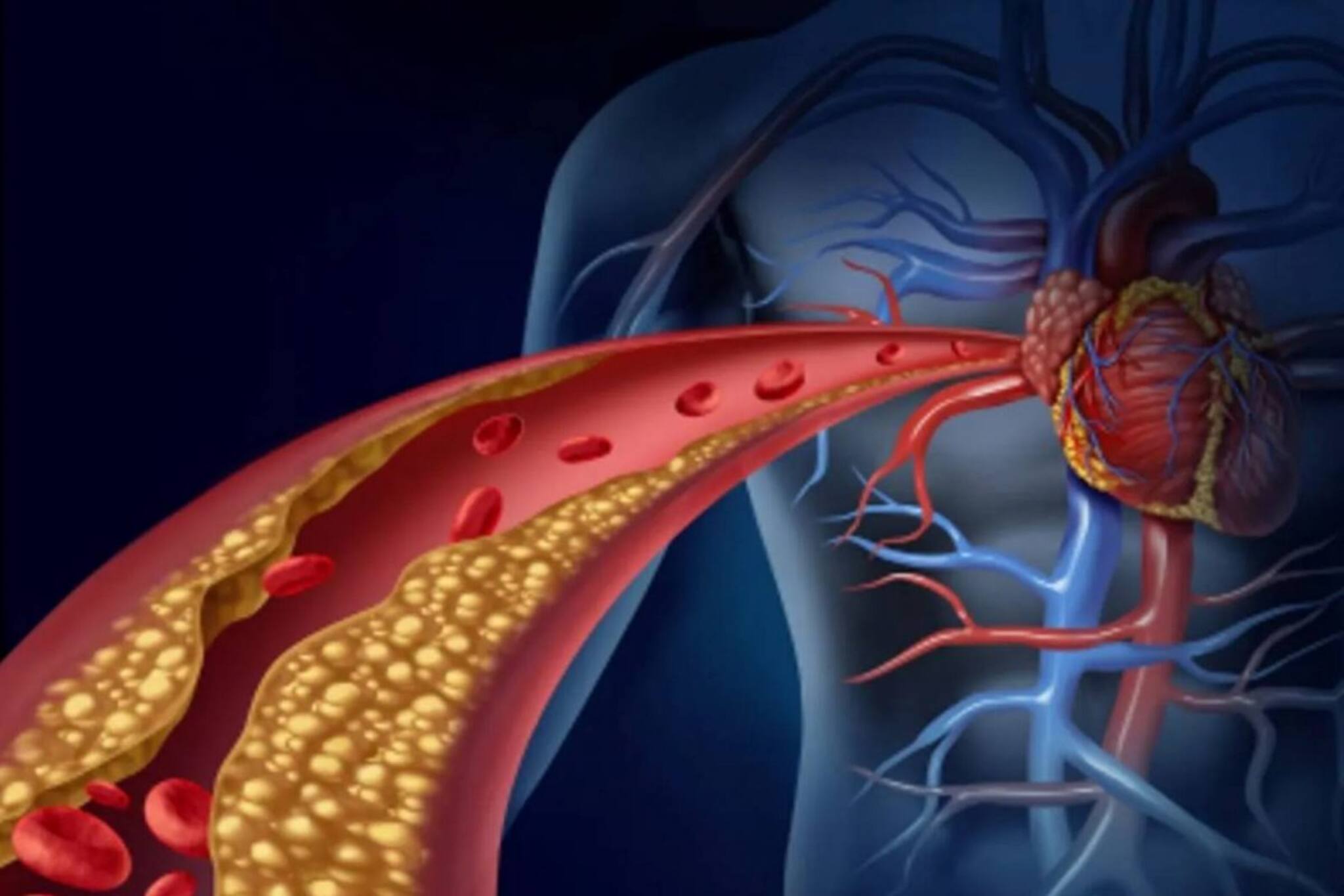 এই খাবারগুলি খেলেই কোলেস্টেরল থাকবে বশে, আপনার কাছে আসবে না হৃদরোগ