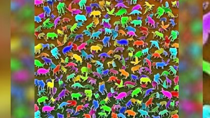 চোখের ধাঁখা খুঁজে বার করুন জিরাফ চোখের ধাঁখা খুঁজে বার করুন জিরাফ