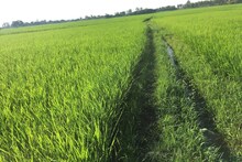 ফোনে বাবা জানাল, ছেলেকে শ্বাসরোধ করে জমিতে পুঁতে রেখেছি! উস্তিতে মারাত্মক ঘটনা