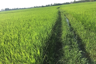 ধান জমিতে শিশুর দেহ উদ্ধার (প্রতীকী ছবি)