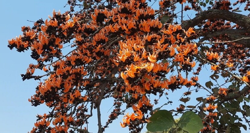 গ্রামবাসীরা প্রথমে তেমন গুরুত্ব না দিলেও এখন বিখ্যাত হয়ে উঠেছে এই শ্বেত পলাশ।  লাল,হলুদ পলাশ তো দেখা যায়। বিশেষ করে পুরুলিয়া জঙ্গলে জঙ্গলে লাল পলাশেই বেশি। কিন্তু সাদা পলাশ কার্যত বিরল। যা নিয়ে কৌতুহল সপ্তমে।