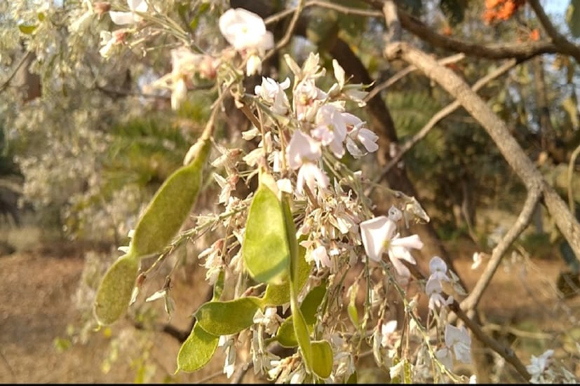 পুরুলিয়া: পুরুলিয়ার মতিপুর গ্রামে এখন মতি যেন শ্বেত পলাশ। লাল নয় এবার শ্বেত পলাশের ছবি ভাইরাল পুরুলিয়ায়। পুরুলিয়ার গ্রামে এখন নুতন আকর্ষণ শ্বেত পলাশ। পুরুলিয়ার হুড়া ব্লকের মতিপুর গ্রামে বেশ কয়েক বছর আগে গজিয়ে ওঠা এই গাছ এখন সকলের নজর কেড়েছে। গত তিন বছর ধরে সেই গাছে ফুটছে  শ্বেত পলাশ।
