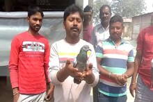 পায়ে রিং, লেখা নাম- ফোন নম্বর! জলপাইগুড়িতে গুপ্তচর পায়রা? জোর চাঞ্চল্য এলাকায়