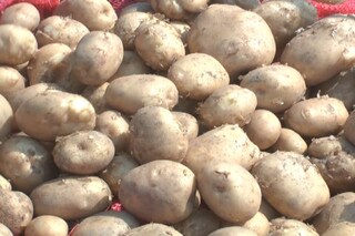 বাড়তে পারে আলুর দাম (প্রতীকী ছবি)