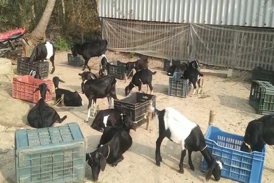 ধান