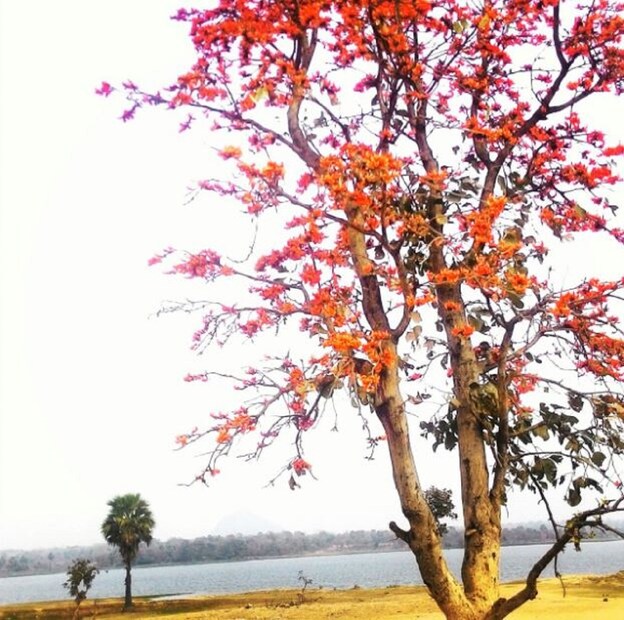 কী হতে চলেছে বঙ্গের আবহাওয়া? এক্ষেত্রে হাওয়া অফিস জানিয়েছে, দক্ষিণবঙ্গে দিনের তাপমাত্রা বাড়বে। আগামী সপ্তাহে ৩৫ ডিগ্রি ছুঁতে পারে কলকাতার তাপমাত্রা। জেলায় জেলায় আবহাওয়ার বদল আসবে। গতকাল বিধান নগরীতে ৩৫ ডিগ্রি ছুঁয়েছে তাপমাত্রা। পশ্চিমের জেলাগুলিতে তাপমাত্রা ৩৫ ডিগ্রি ছুঁয়েছে, কোথাও কোথাও ৩৫ ডিগ্রি বেশি হয়েছে। দক্ষিণবঙ্গে বৃষ্টির কোনও সম্ভাবনা নেই আগামী পাঁচ দিন।
