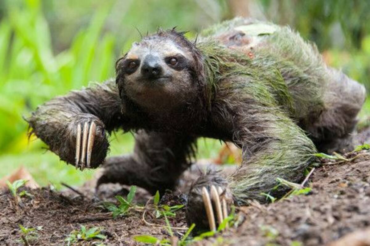 মলত্যাগ করতে গিয়ে মৃত্যু হয় অধিকাংশের, এদের জীবনের পরিণতি হয়