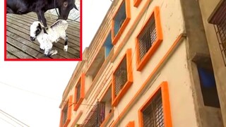 অভিযুক্ত দম্পতির আবাসন