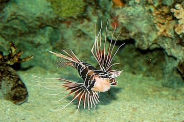 বিষাক্ত মাছ, মুহূর্তে রঙ পাল্টায়! মানুষকে করে দিতে পঙ্গু, ভারতেই মেলে এই মাছ বিষাক্ত মাছ, মুহূর্তে রঙ পাল্টায়! মানুষকে করে দিতে পঙ্গু, ভারতেই মেলে এই মাছ